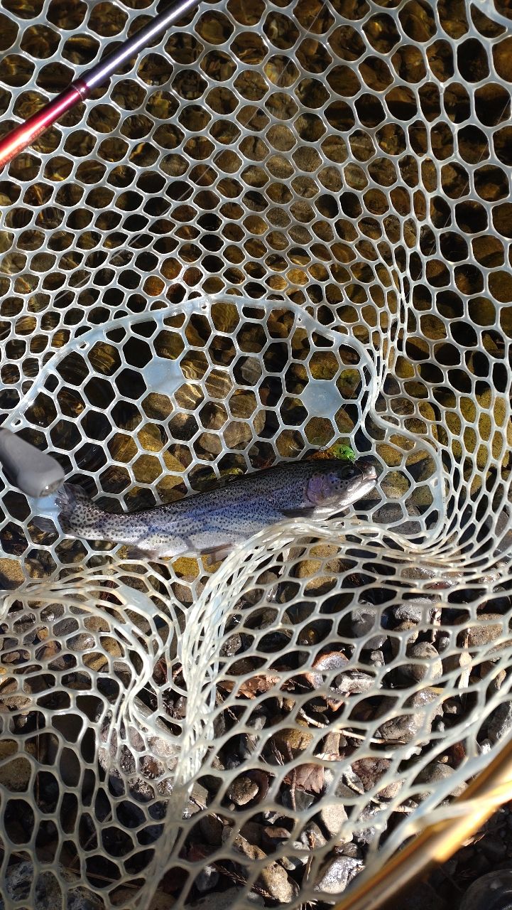 レインボートラウト