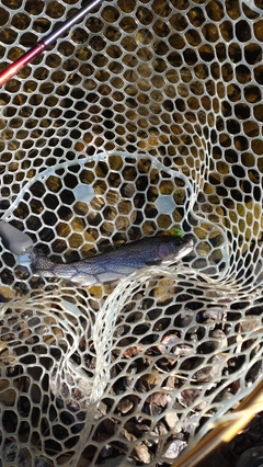 レインボートラウトの釣果