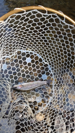 レインボートラウトの釣果