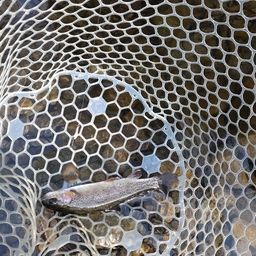 レインボートラウト