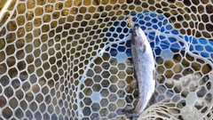 レインボートラウトの釣果