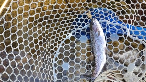 レインボートラウトの釣果