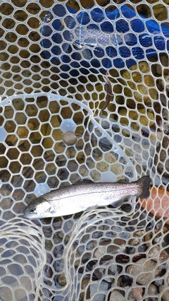 レインボートラウトの釣果