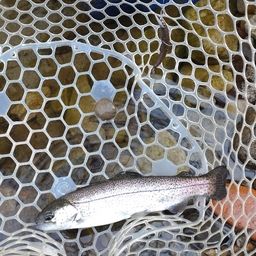 レインボートラウト