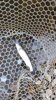 レインボートラウトの釣果