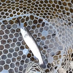 レインボートラウト