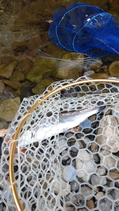 レインボートラウトの釣果