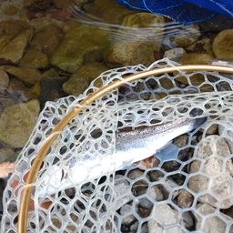 レインボートラウト