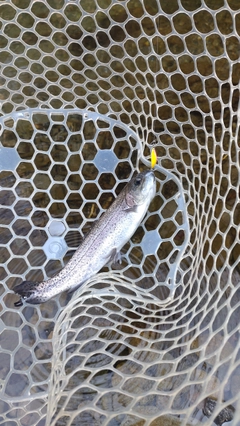 レインボートラウトの釣果