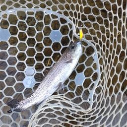 レインボートラウト