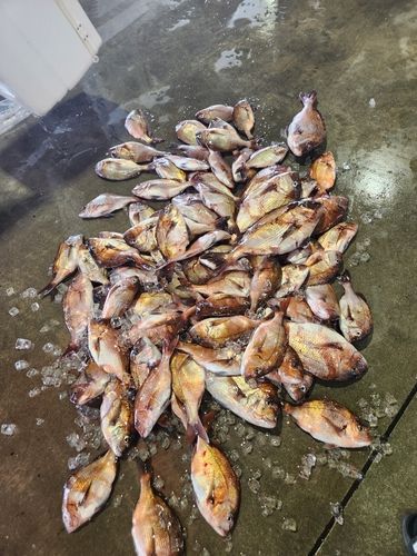 タイの釣果