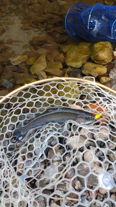 レインボートラウトの釣果