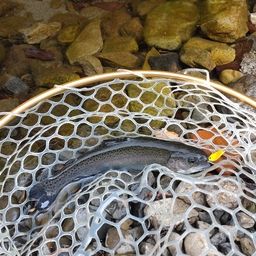 レインボートラウト