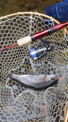 レインボートラウトの釣果