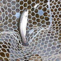 レインボートラウト