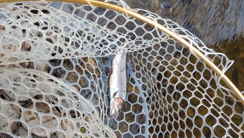 レインボートラウトの釣果