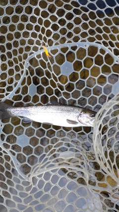 レインボートラウトの釣果