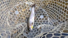 レインボートラウトの釣果