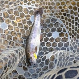 レインボートラウト