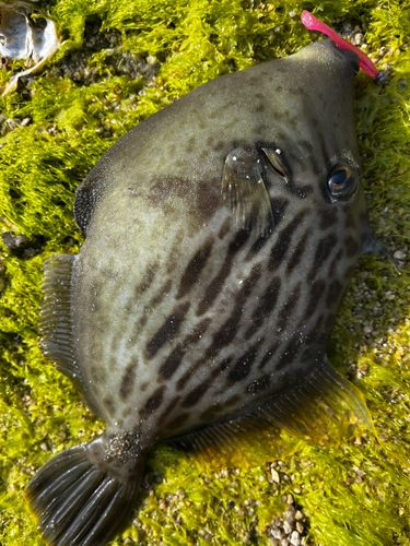 カワハギの釣果