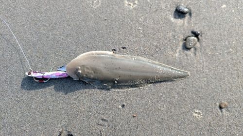シタビラメの釣果