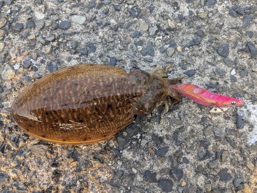 コウイカの釣果