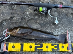 アイナメの釣果