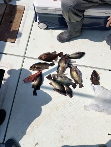 メバルの釣果