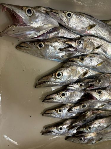 タチウオの釣果