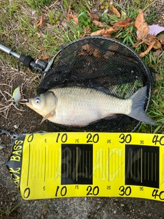 マブナの釣果