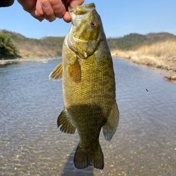 スモールマウスバス