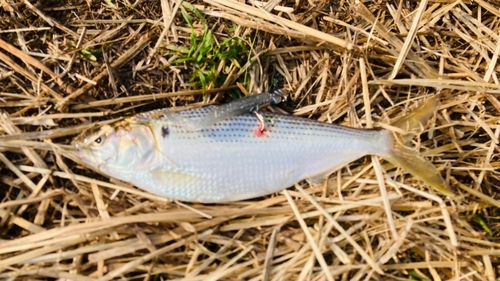 コノシロの釣果
