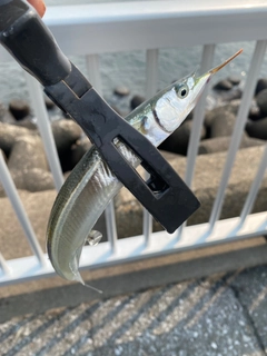 サヨリの釣果