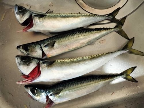 サバの釣果
