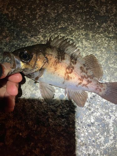 メバルの釣果