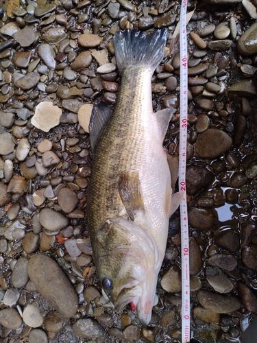 ラージマウスバス