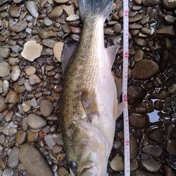 ラージマウスバス