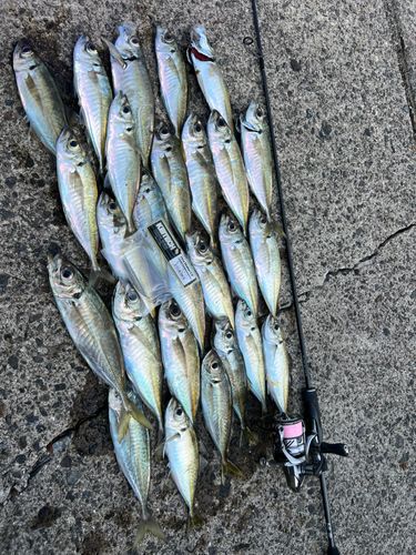マアジの釣果