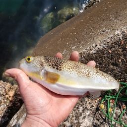 ショウサイフグ
