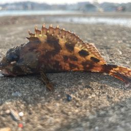 カサゴ
