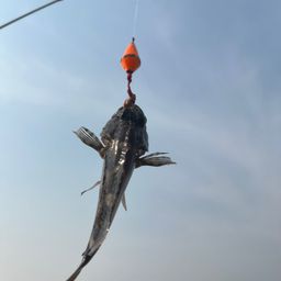 カサゴ