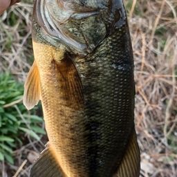 ブラックバス