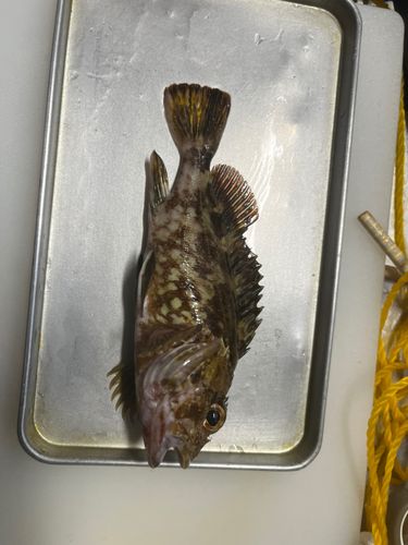 カサゴ