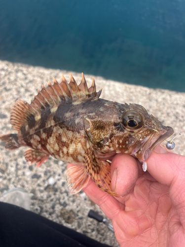 ガシラの釣果