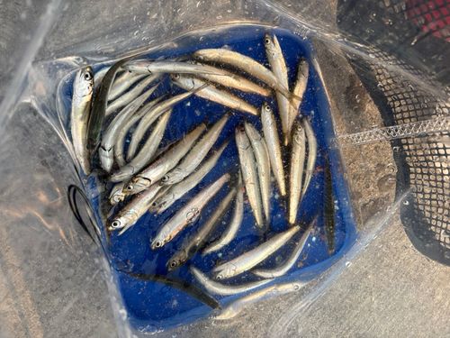 カタクチイワシの釣果