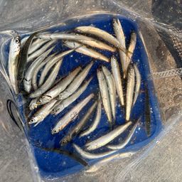 カタクチイワシ