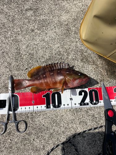 アカハタの釣果