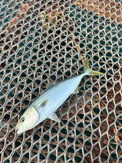 ハマチの釣果