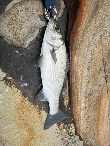 ヒラスズキの釣果