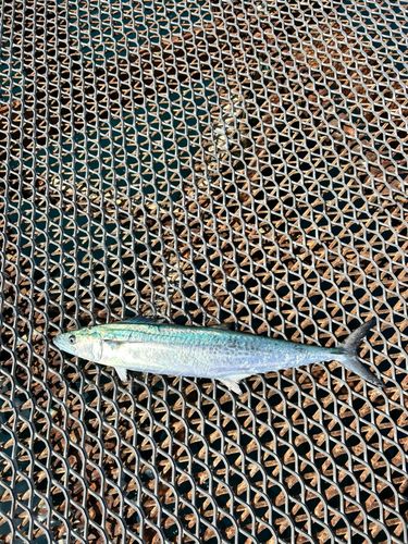 サワラの釣果